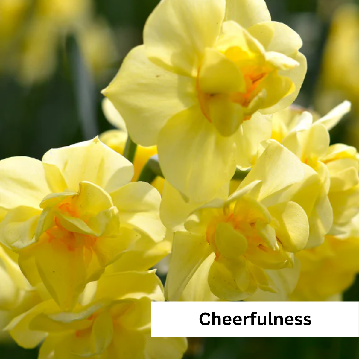 Narcissus