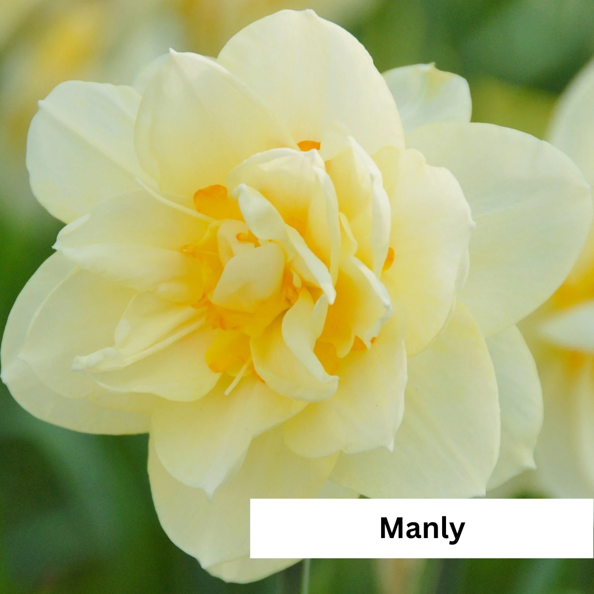 Narcissus