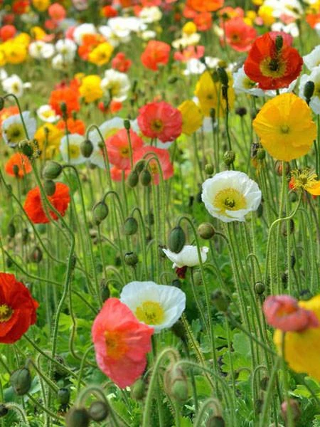 Poppy