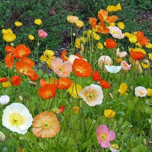 Poppy