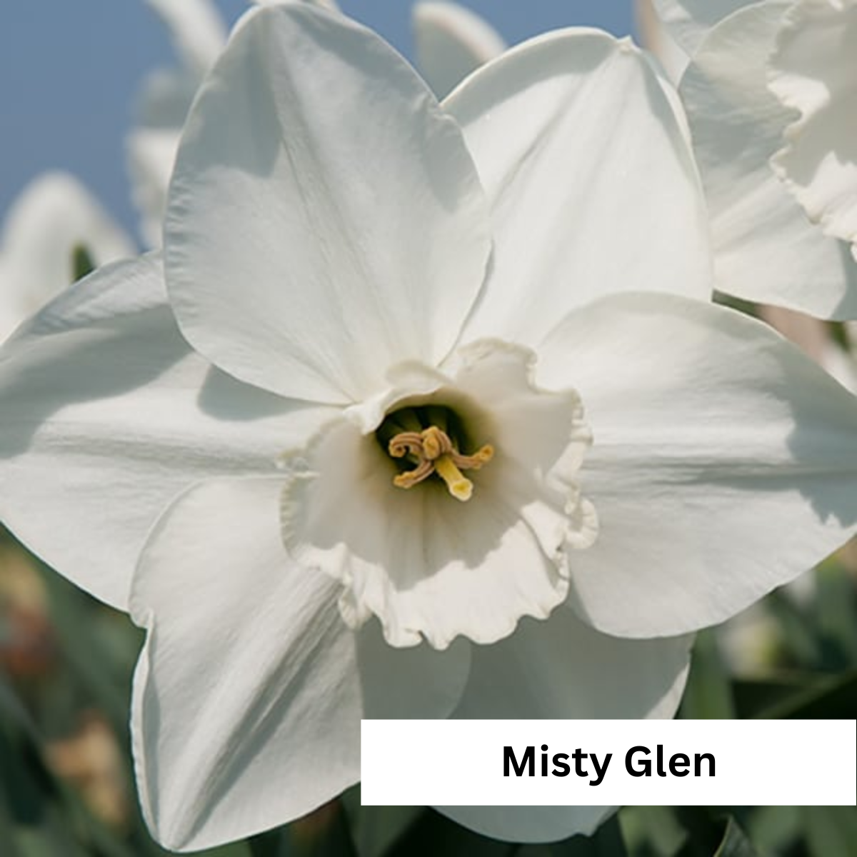 Narcissus