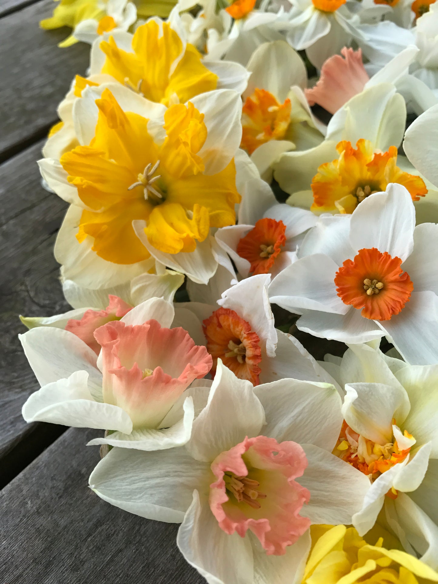 Narcissus