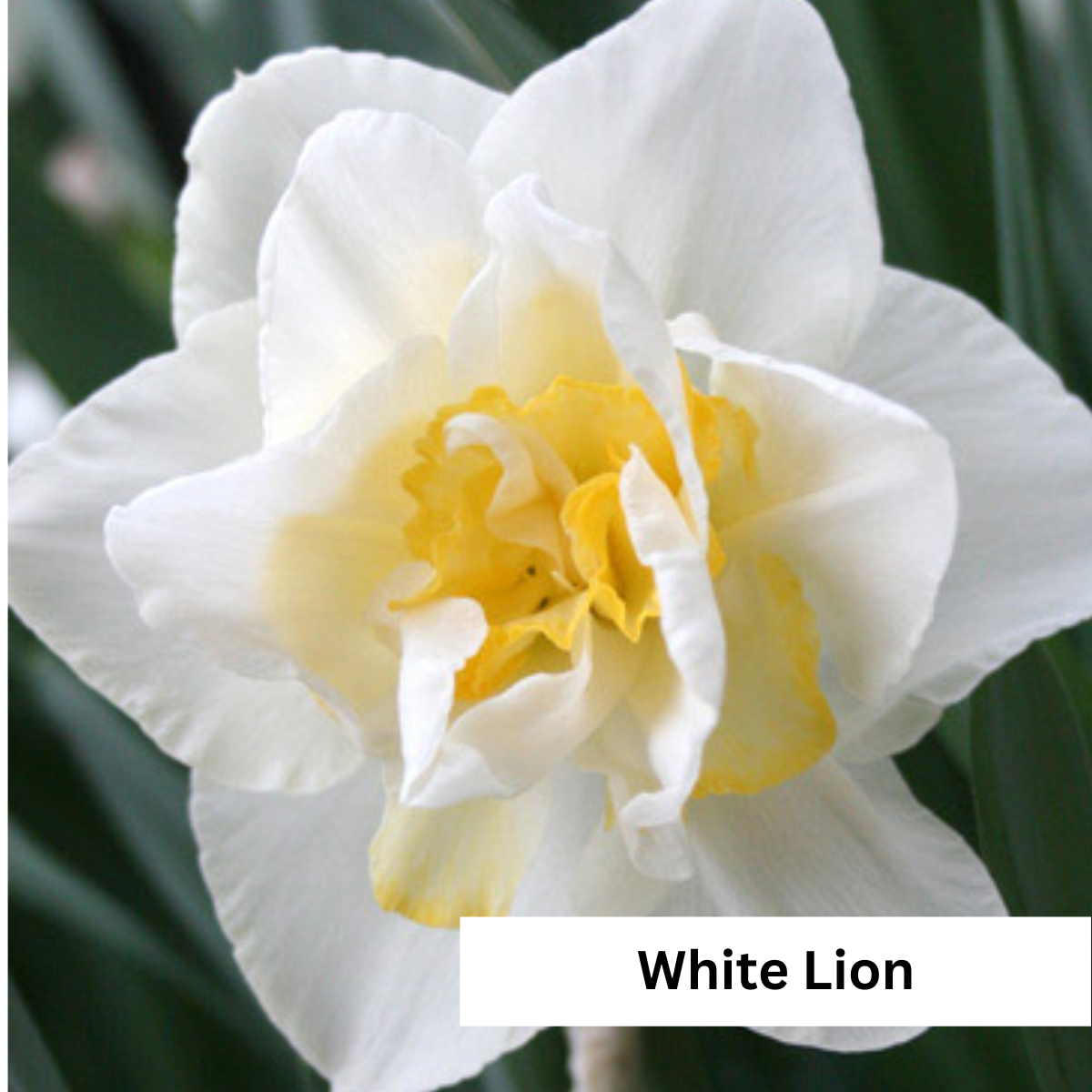 Narcissus