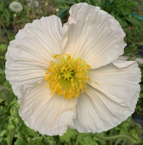 Poppy