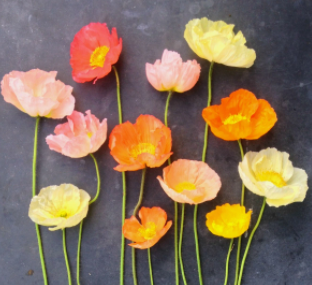 Poppy