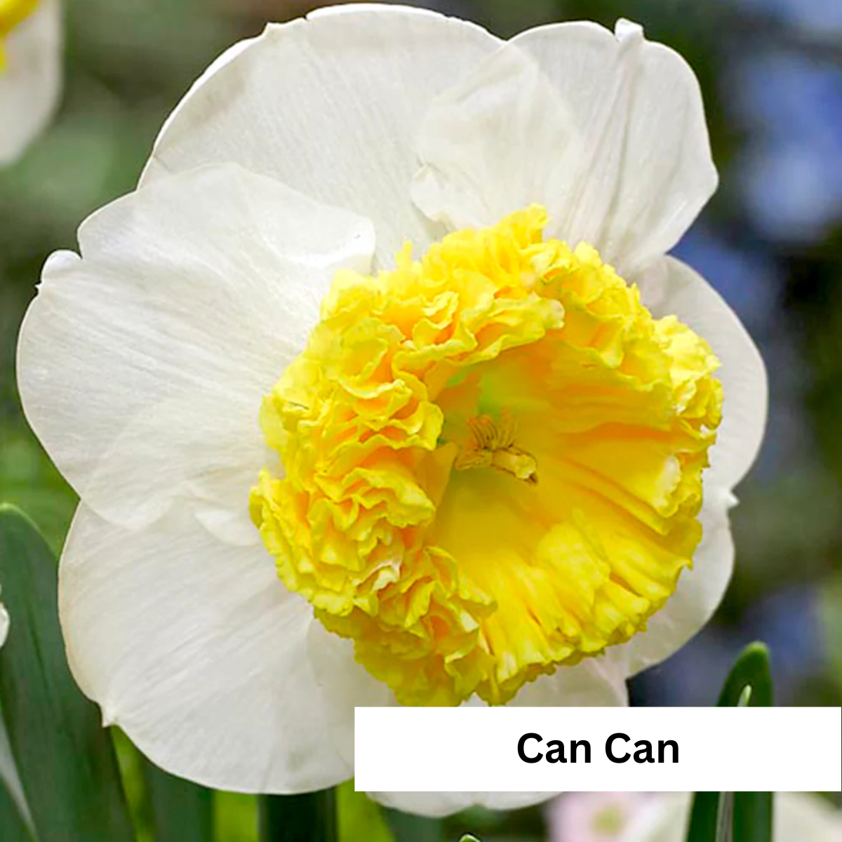 Narcissus