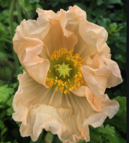 Poppy