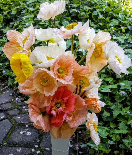Poppy