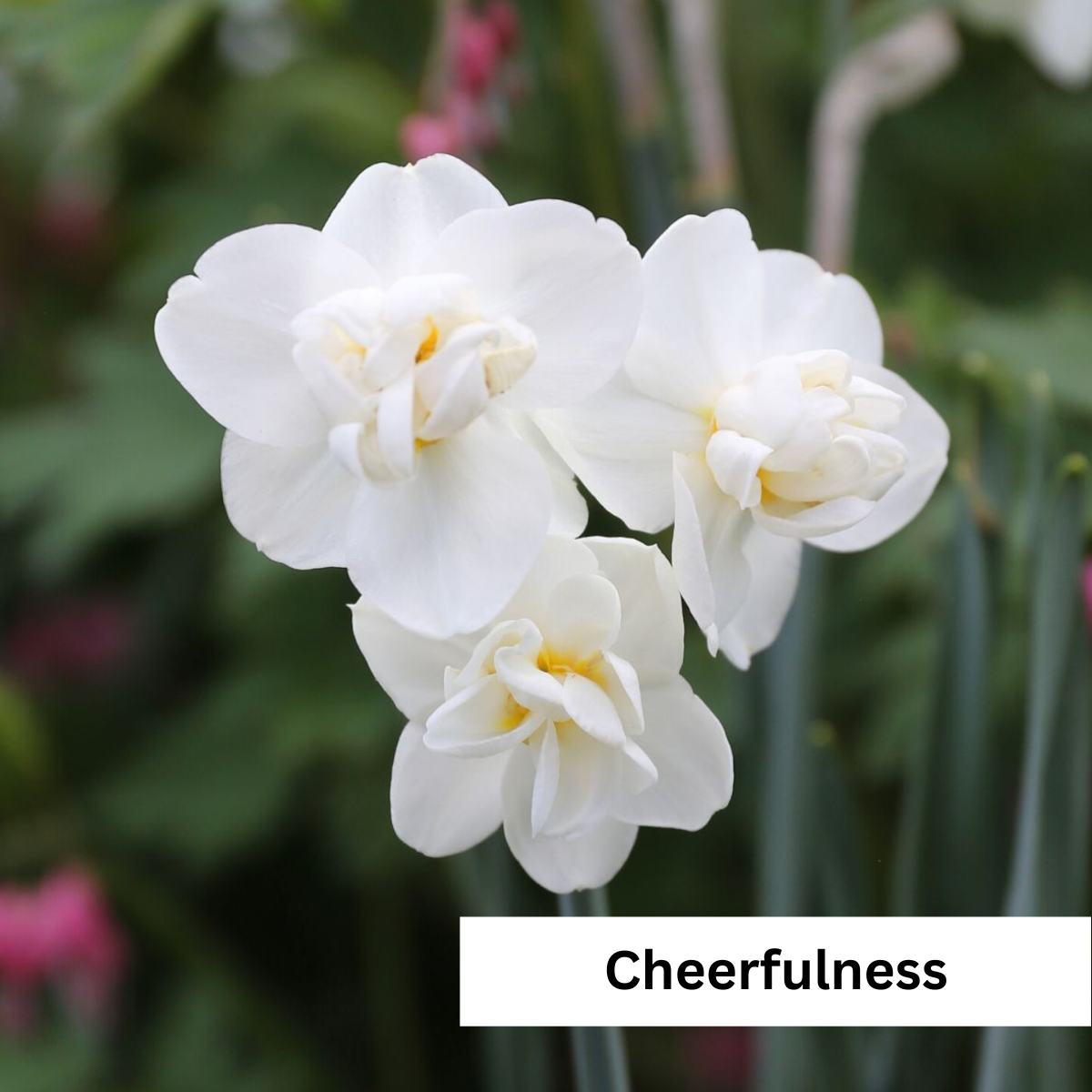Narcissus