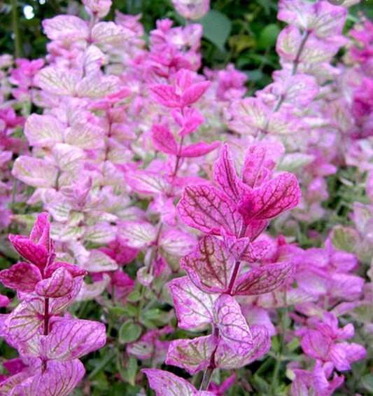 Salvia