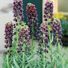 Fritillaria