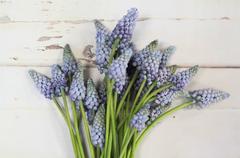 Muscari