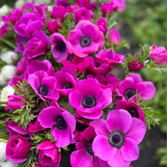 Anemone