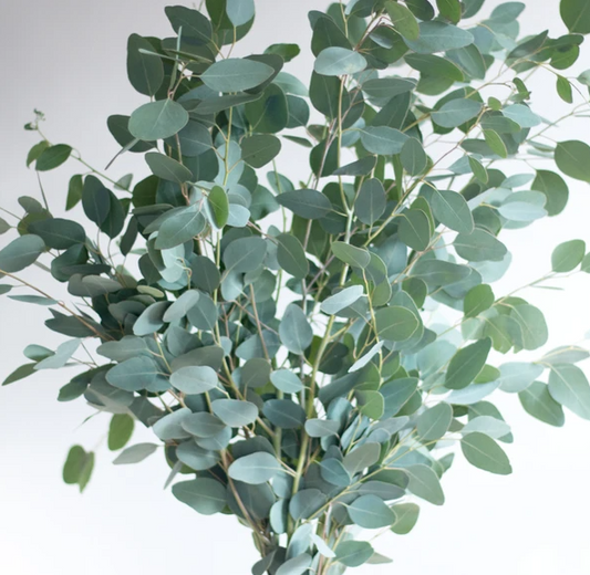 Eucalyptus